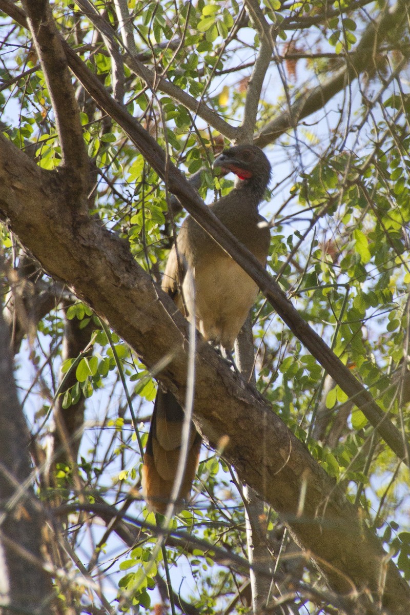 West Mexican Chachalaca - ML620454740