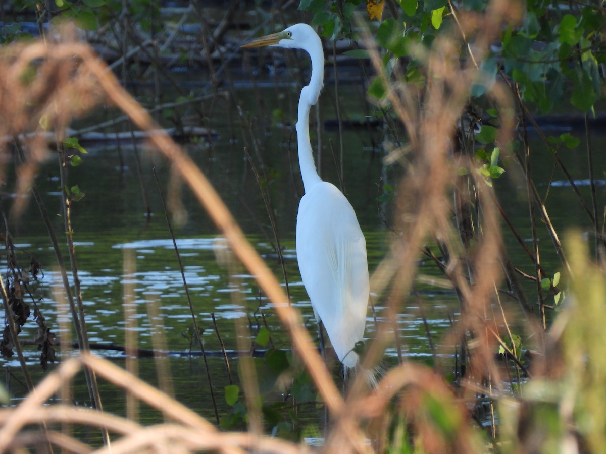 Great Egret - ML620454741