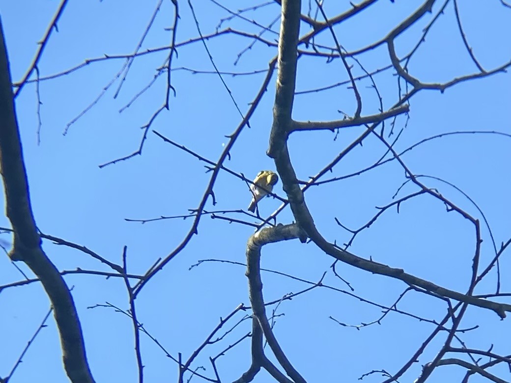 Yellow-throated Vireo - Mark Wulfe