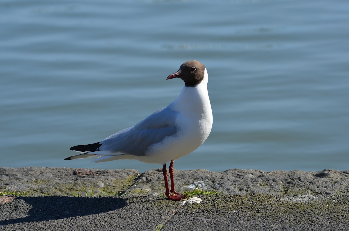 Black-headed Gull - ML620454749