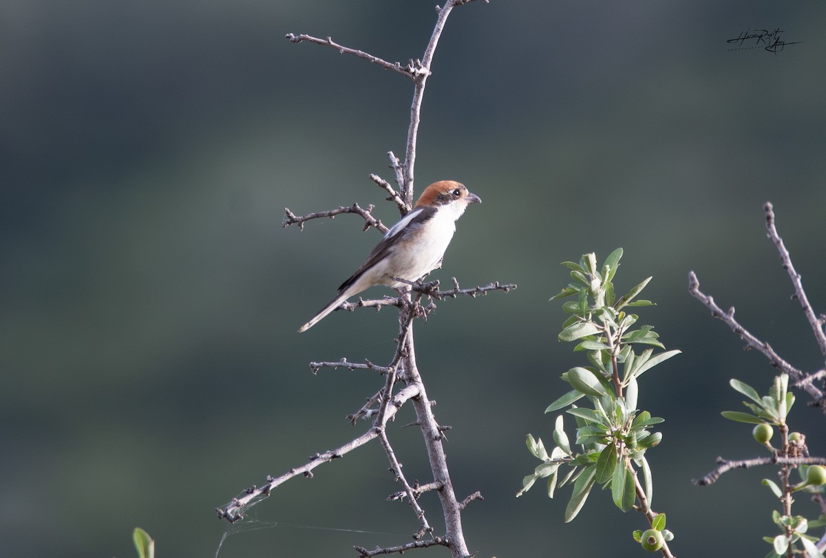 Woodchat Shrike - ML620454760