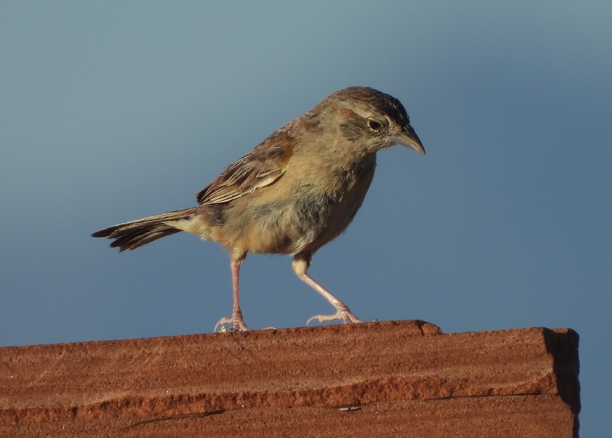 Botteri's Sparrow - ML620454764