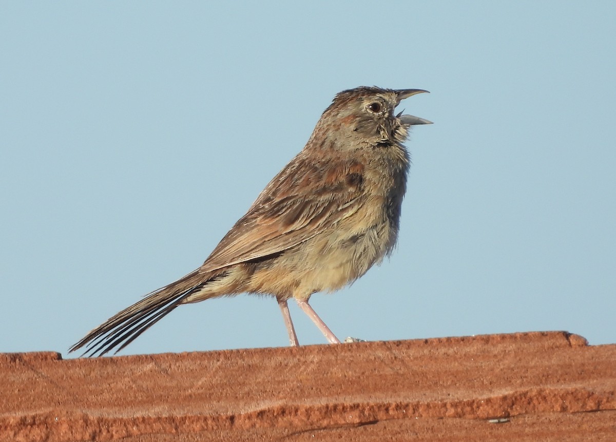 Botteri's Sparrow - ML620454769