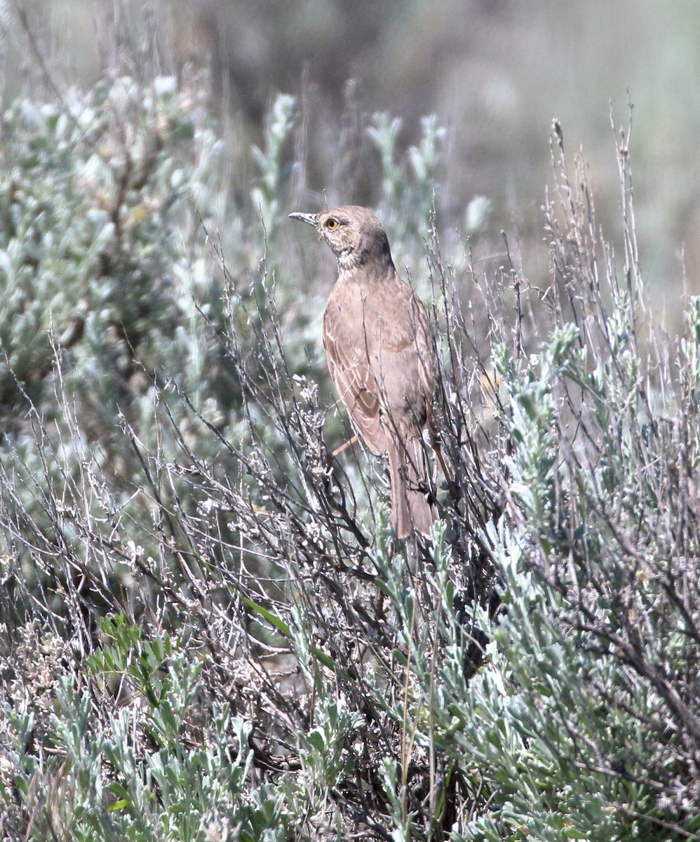 Sage Thrasher - ML620454770