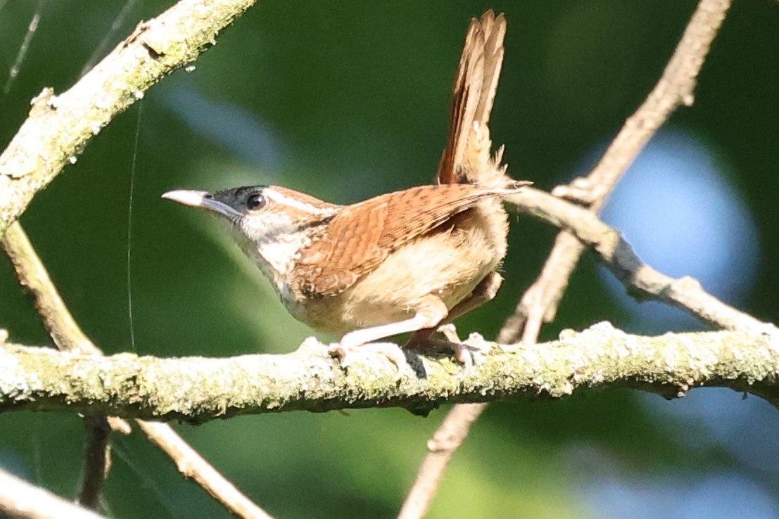 Carolina Wren - ML620454772