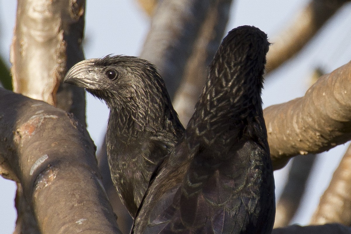 Groove-billed Ani - ML620454773