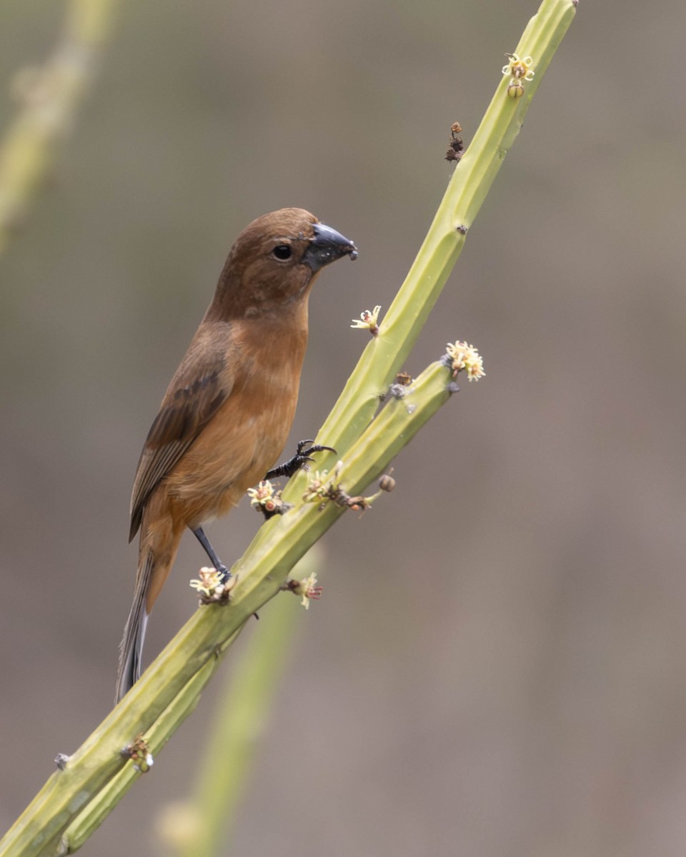 Ultramarine Grosbeak - ML620454779