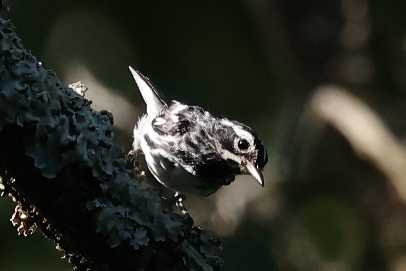 Black-and-white Warbler - ML620454783