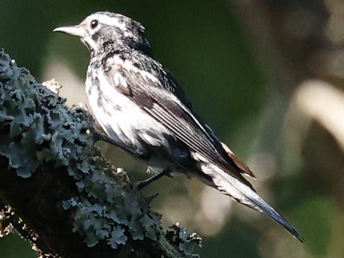 Black-and-white Warbler - ML620454784