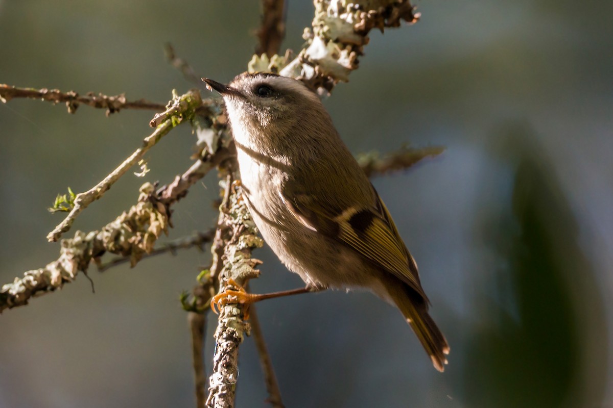 Ruby-crowned Kinglet - ML620454786