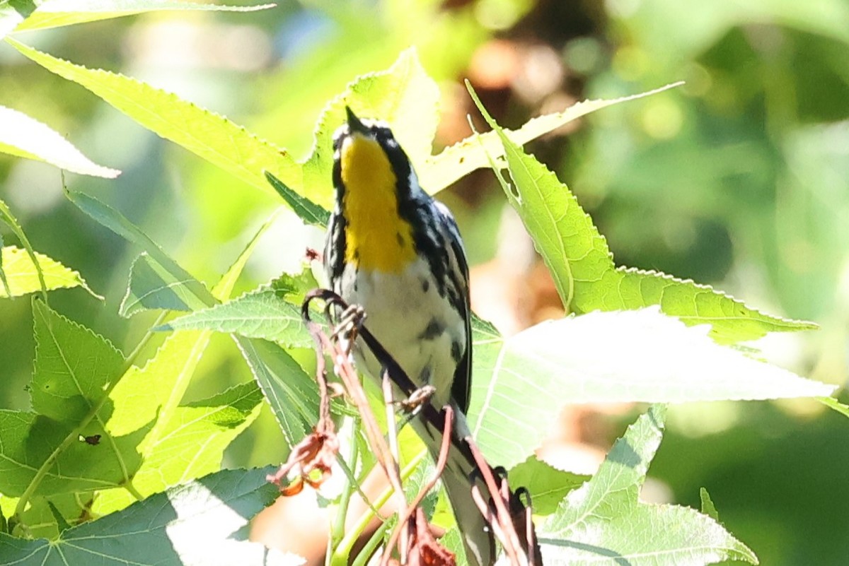 Yellow-throated Warbler - Duane Yarbrough