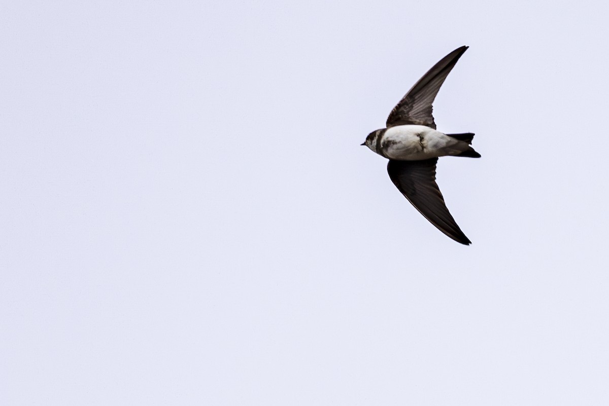 Bank Swallow - ML620454793