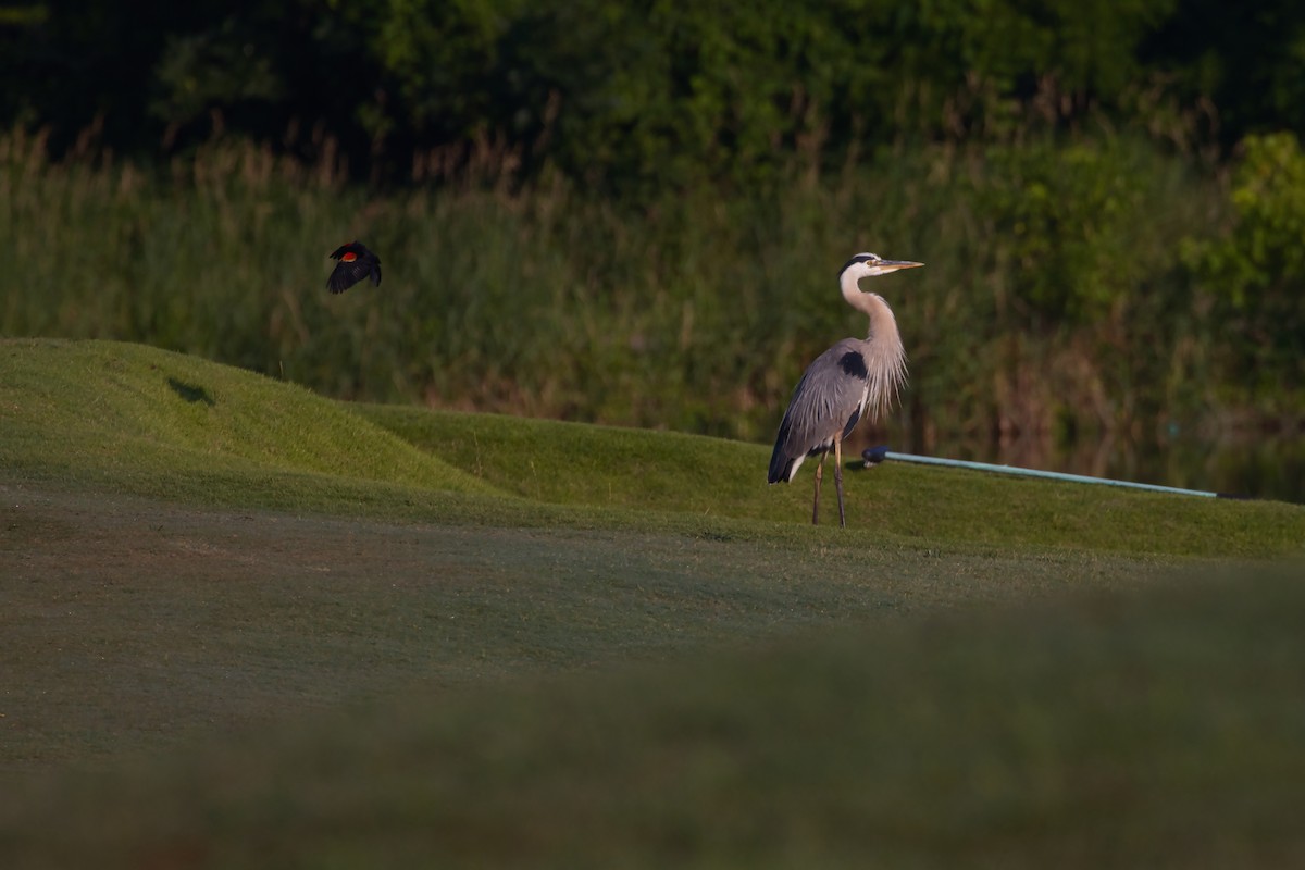 Great Blue Heron - ML620454797