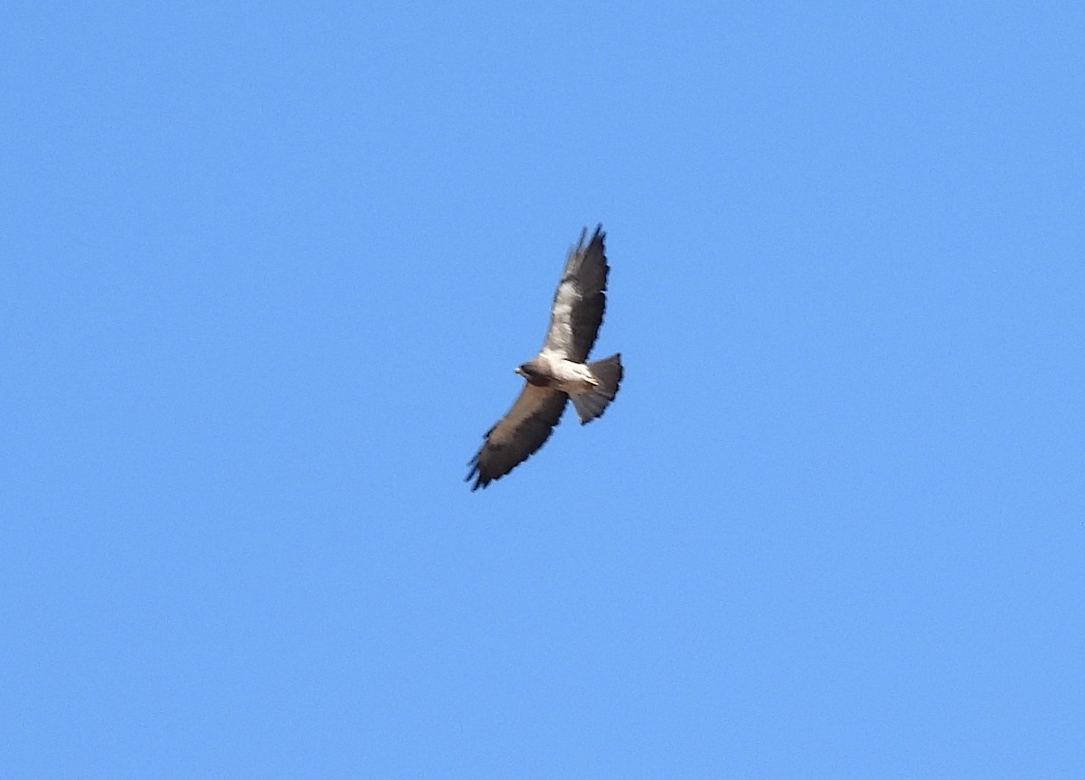 Swainson's Hawk - ML620454801