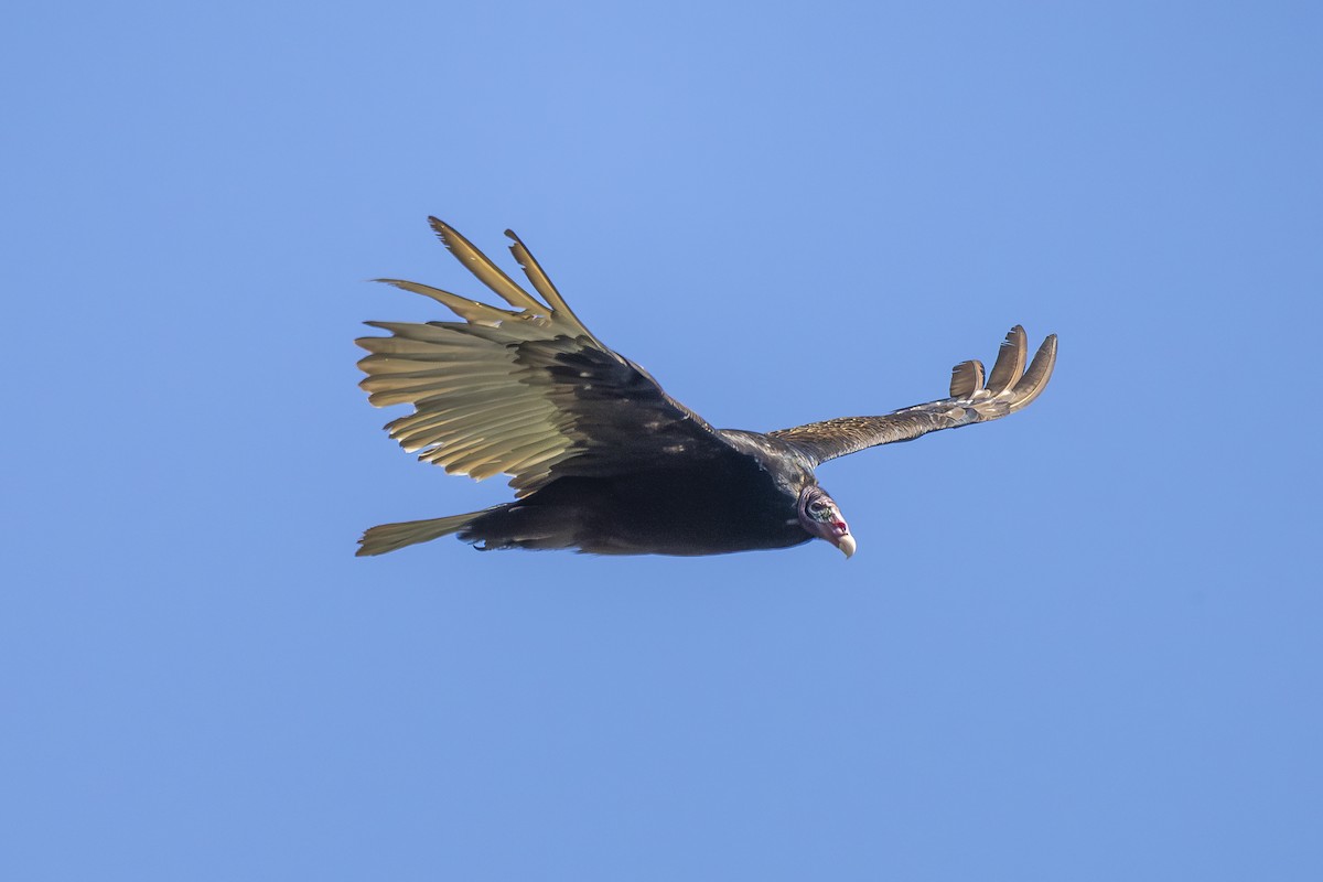 Turkey Vulture - ML620454805