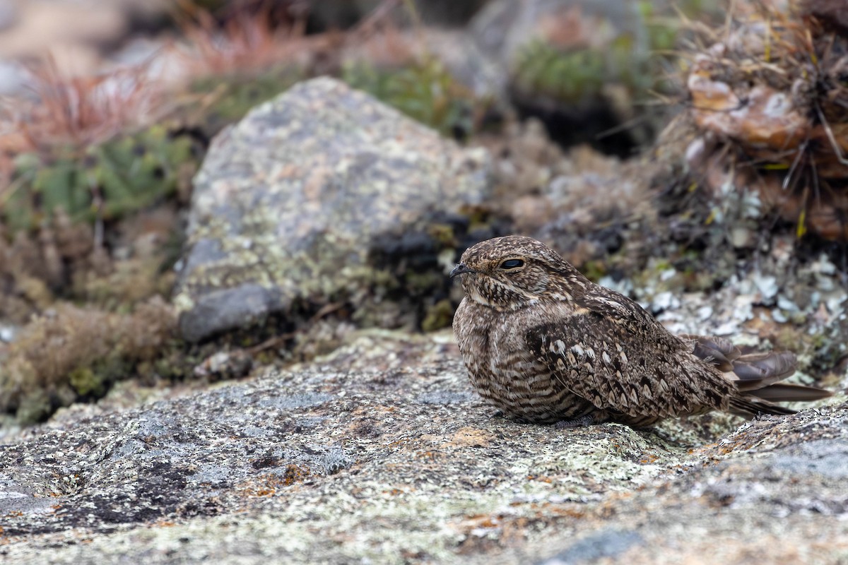 Lesser Nighthawk - ML620454807