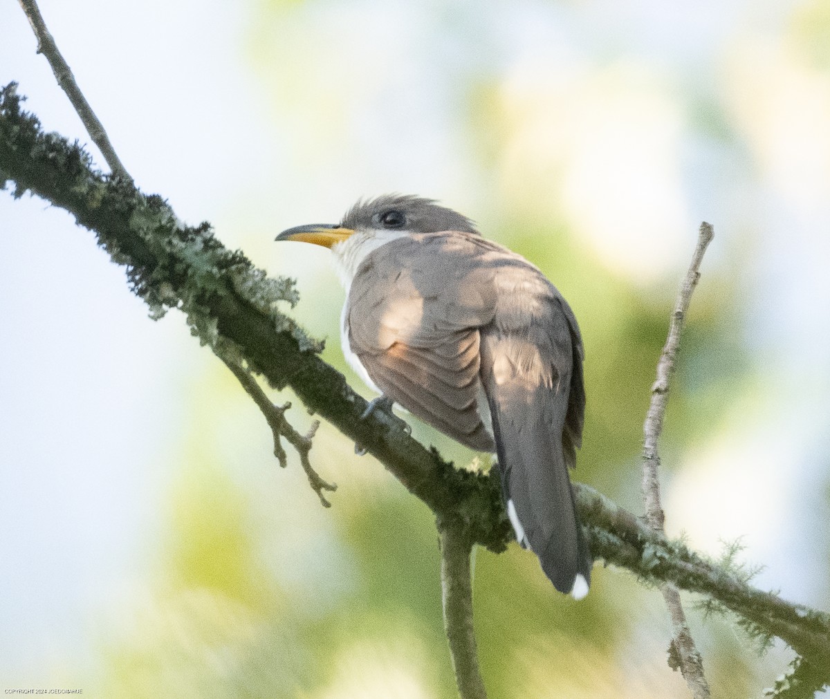 Yellow-billed Cuckoo - ML620454812