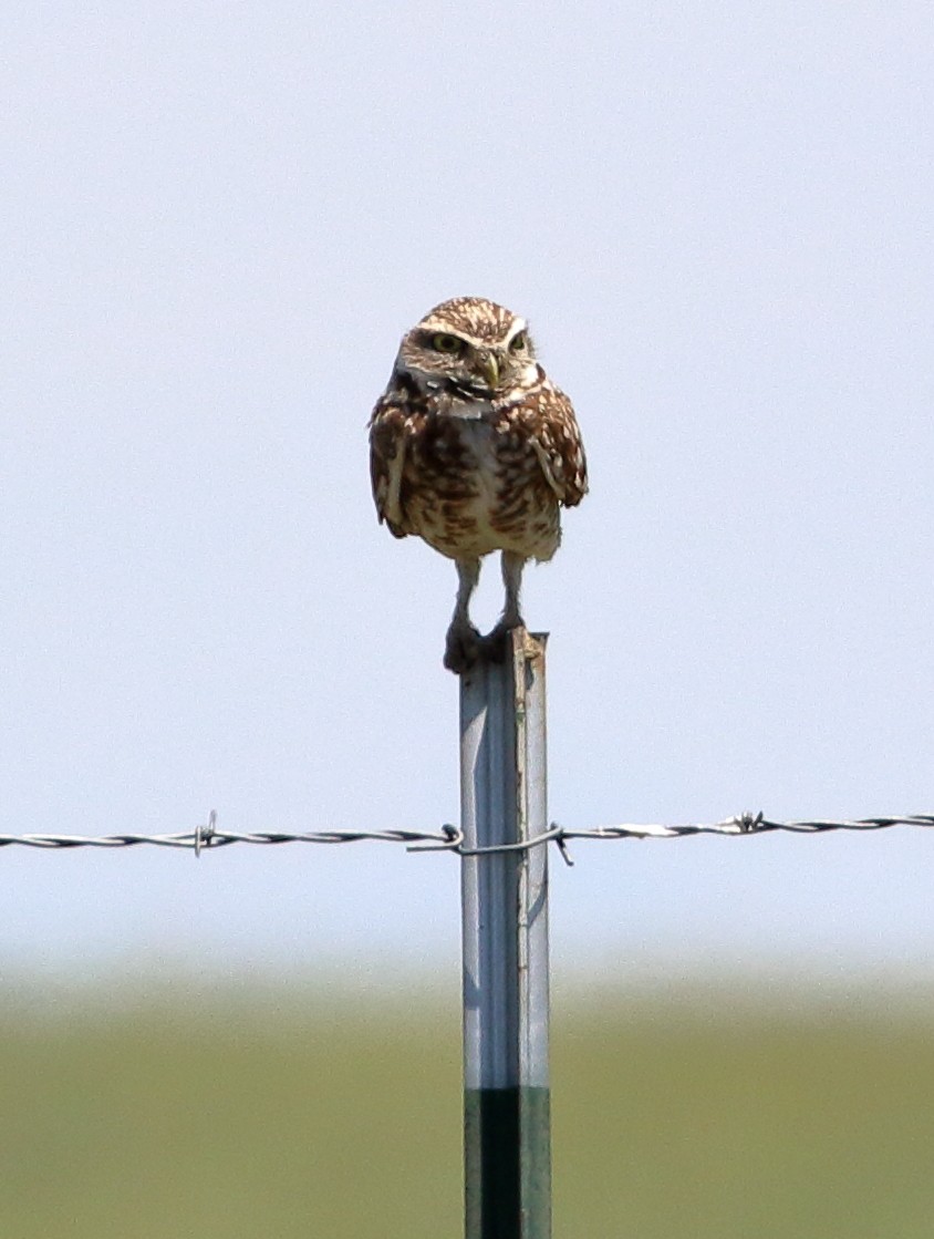 Burrowing Owl - Sneed Collard