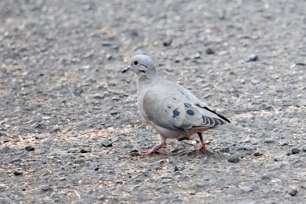 Eared Dove - ML620454815