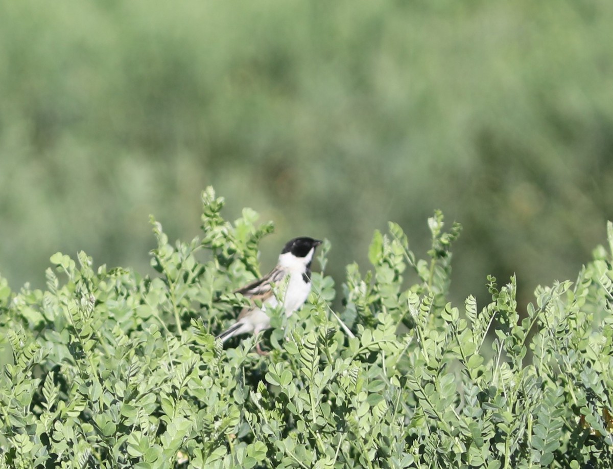 Pallas's Bunting - Rohan van Twest