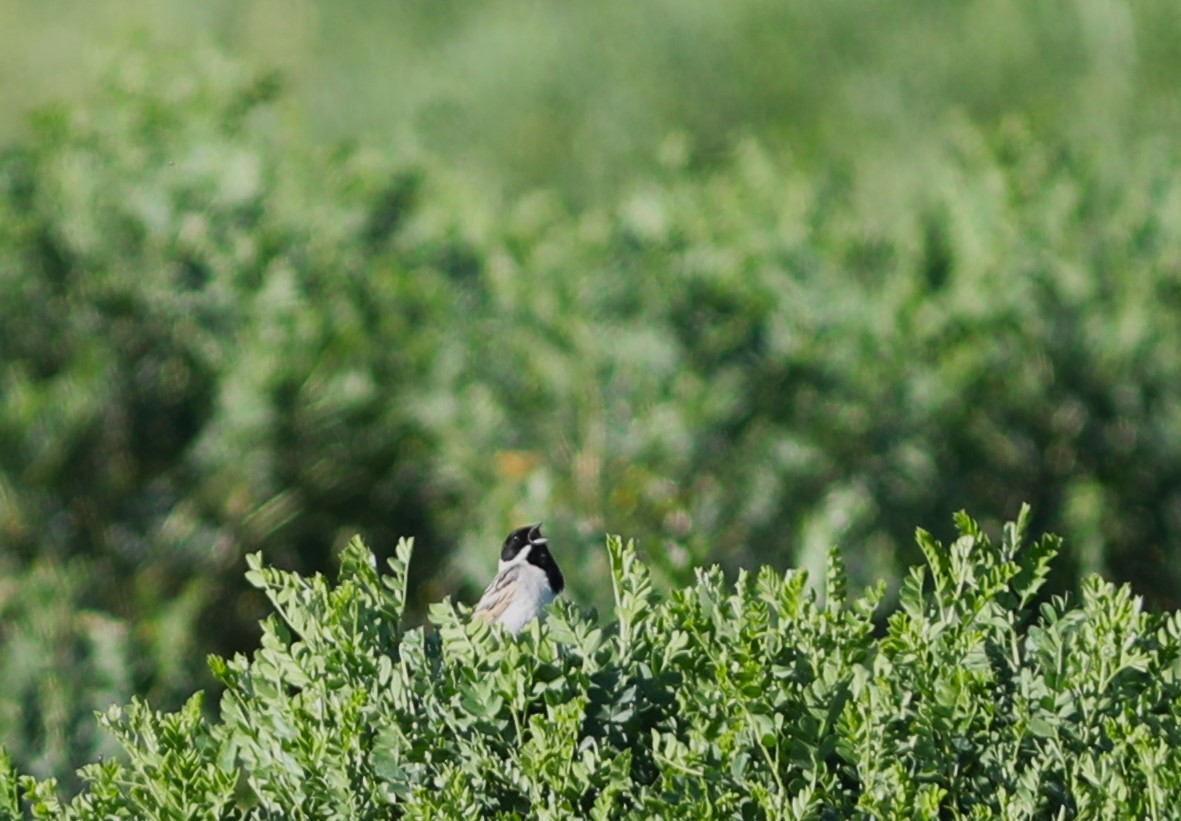 Pallas's Bunting - Rohan van Twest