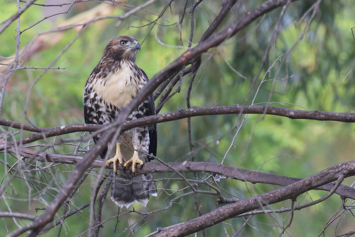 Red-tailed Hawk - ML620454821