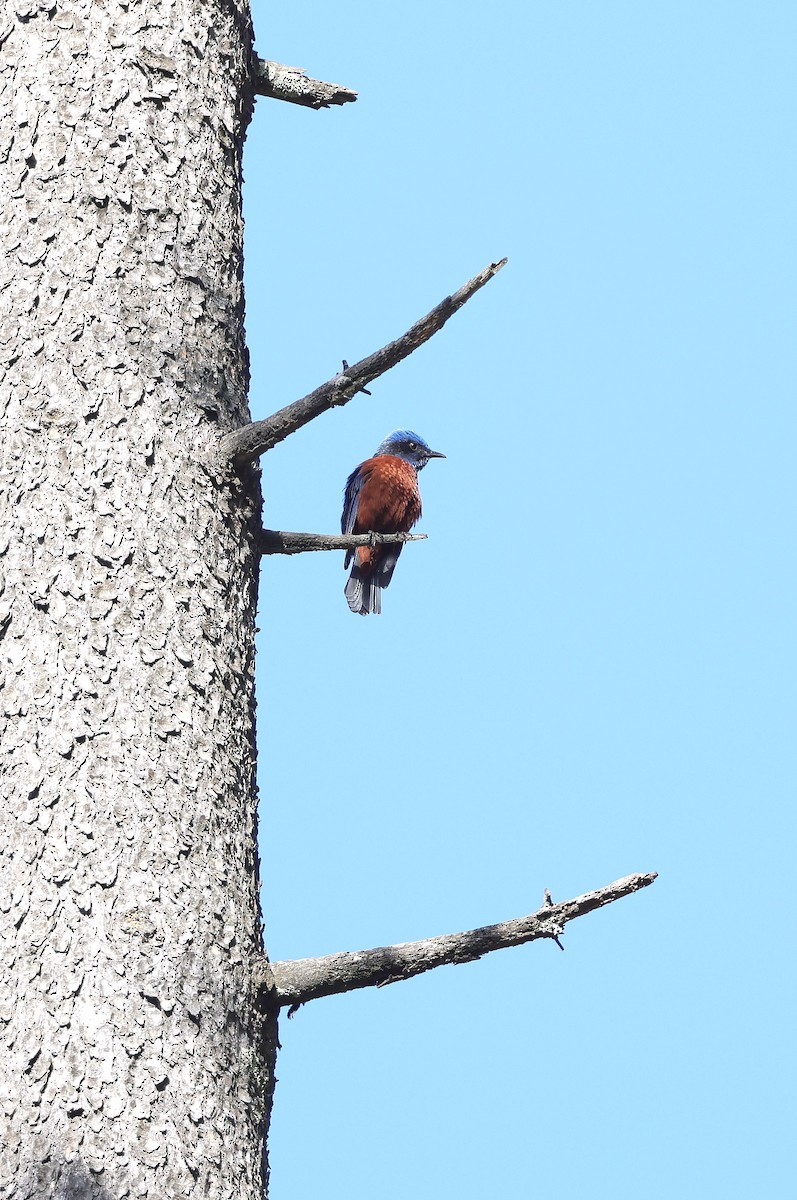 Chestnut-bellied Rock-Thrush - ML620454822