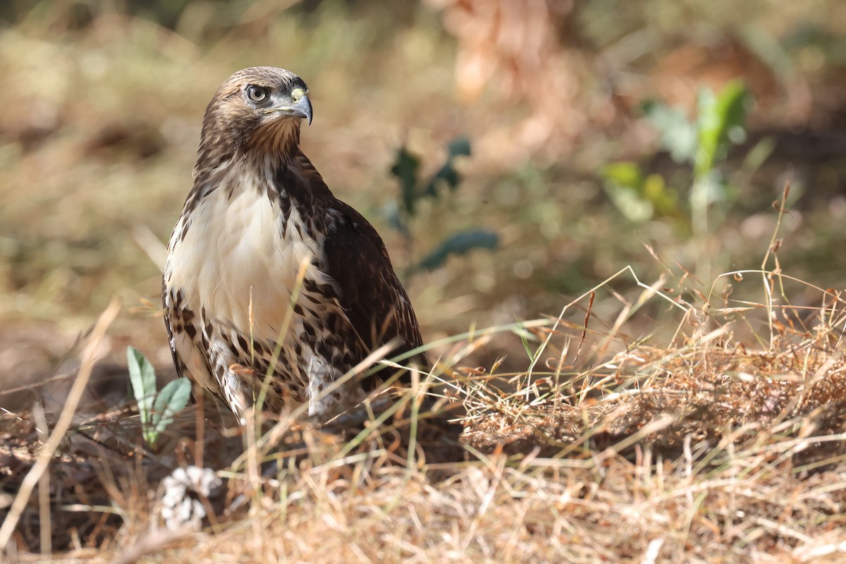 Red-tailed Hawk - ML620454825