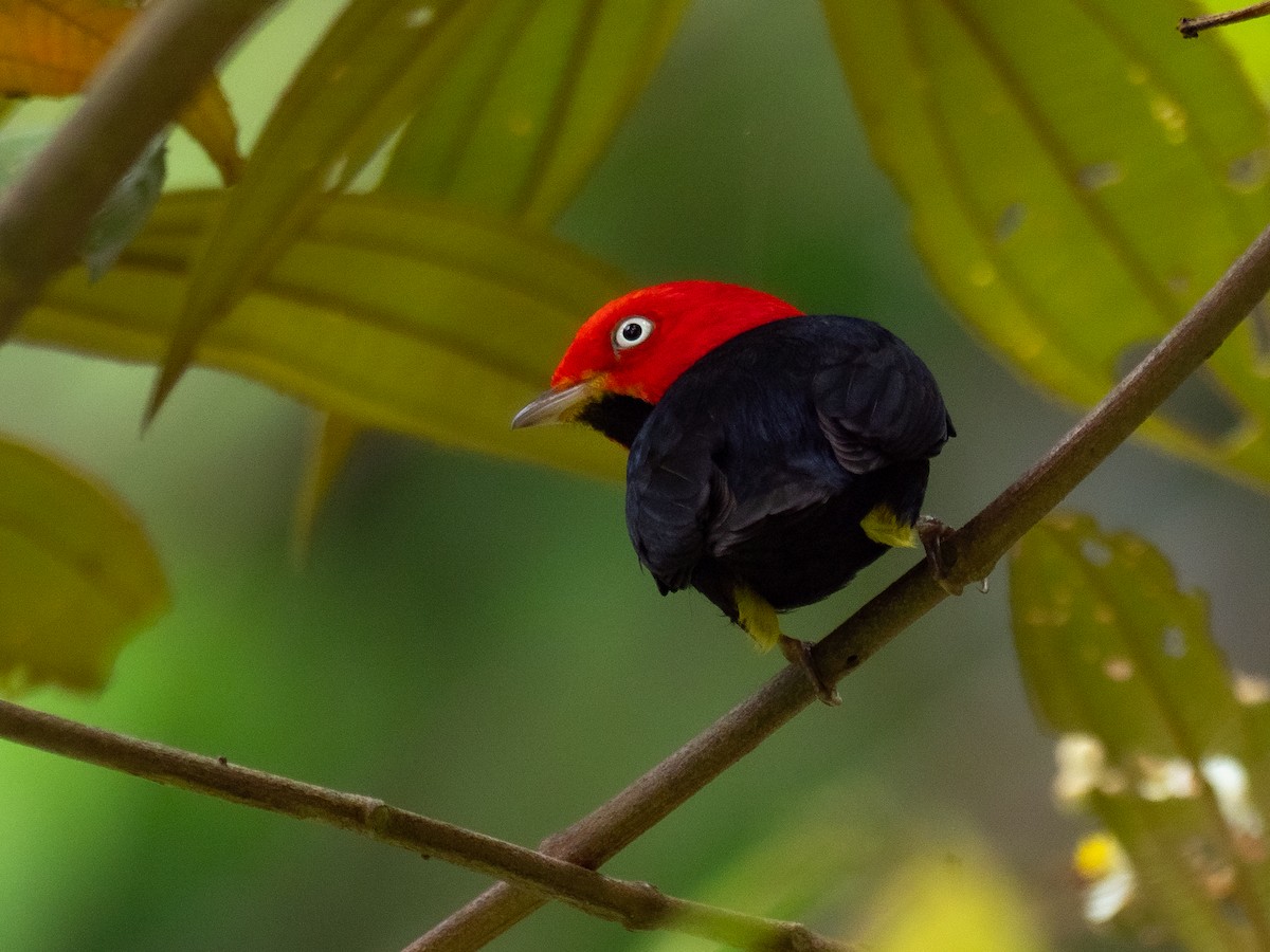 Red-capped Manakin - ML620454828