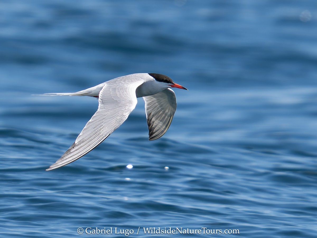 Arctic Tern - ML620454831