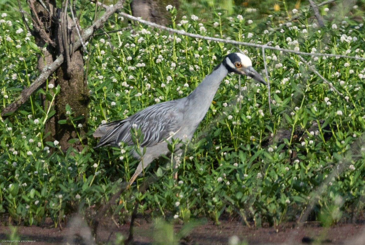 Yellow-crowned Night Heron - ML620454833