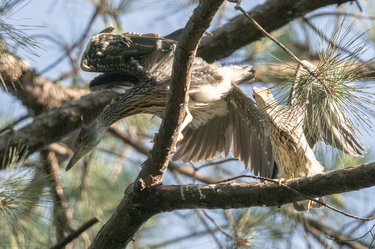 Yellow-crowned Night Heron - ML620454835