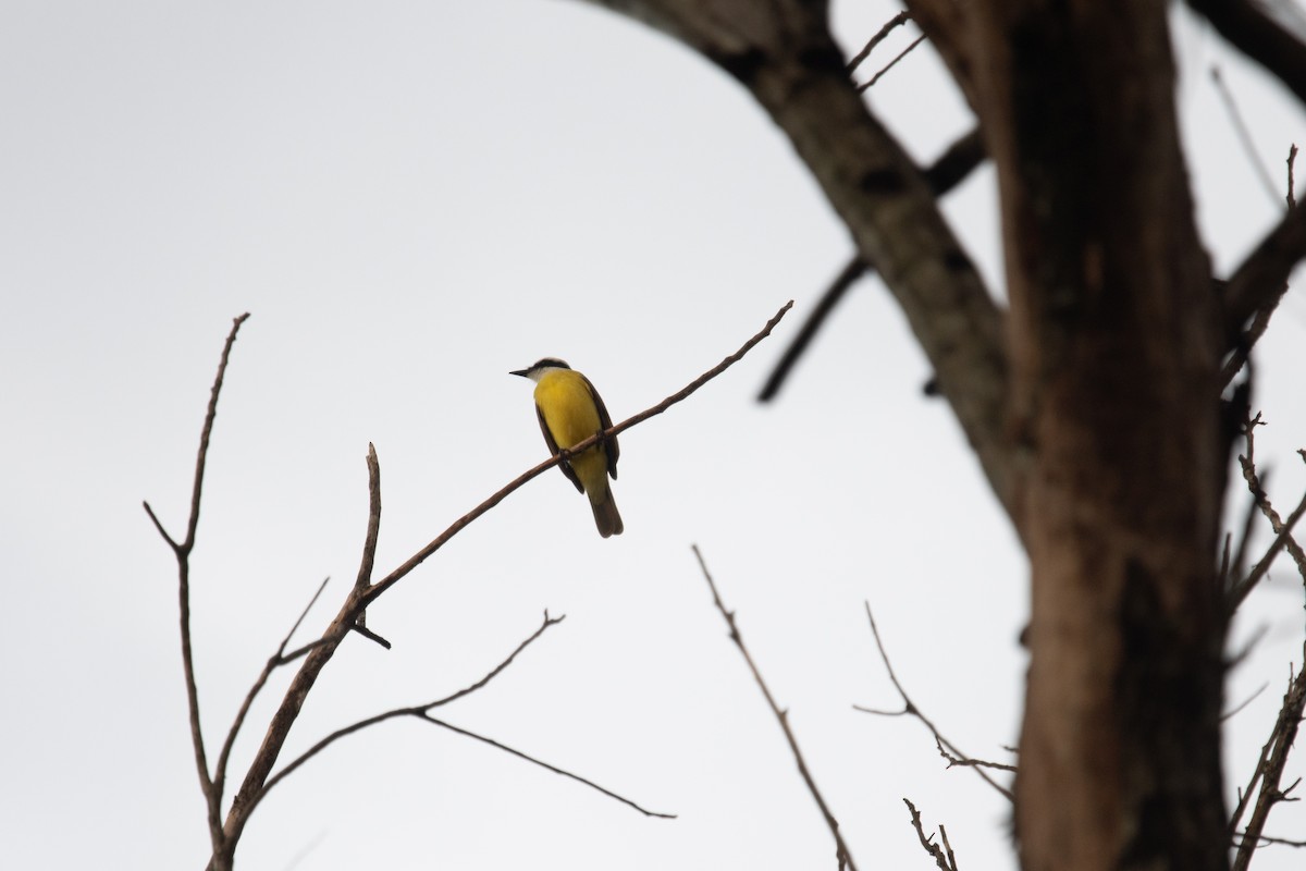 Great Kiskadee - ML620454836