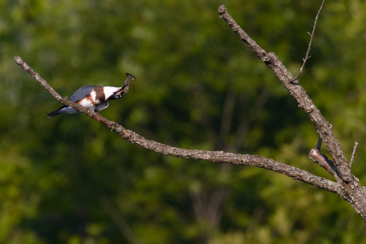 Belted Kingfisher - ML620454837