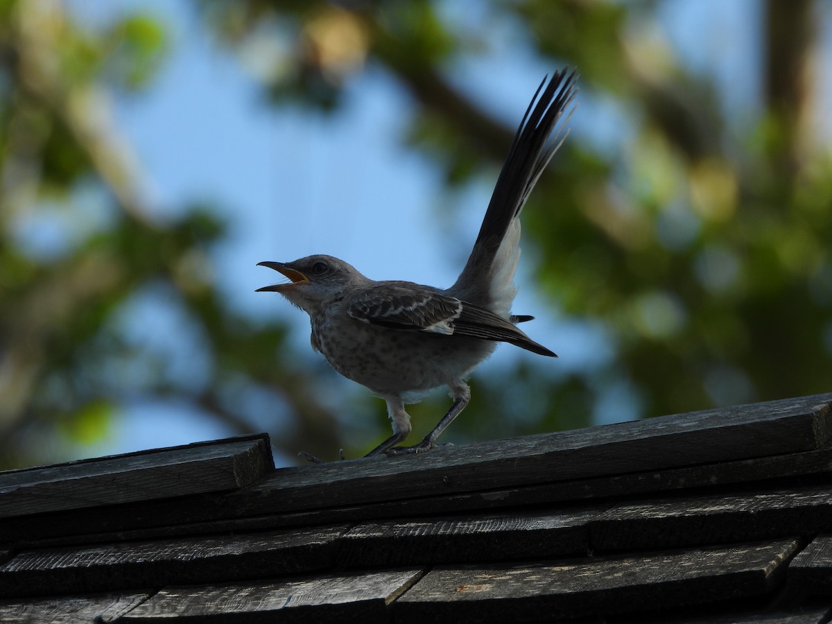 Northern Mockingbird - ML620454843