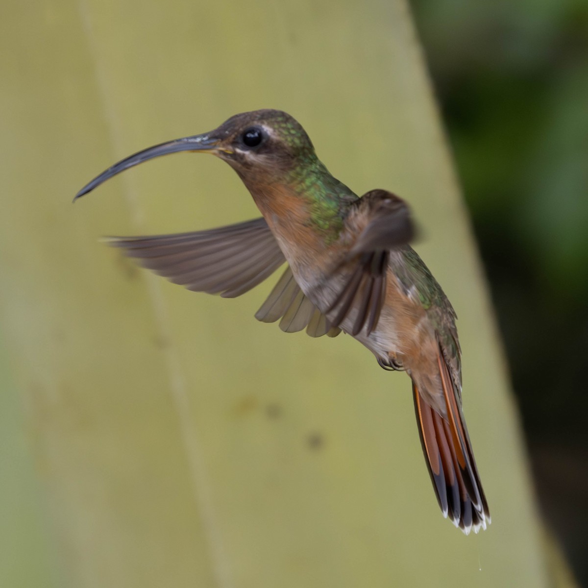 Rufous-breasted Hermit - ML620454851