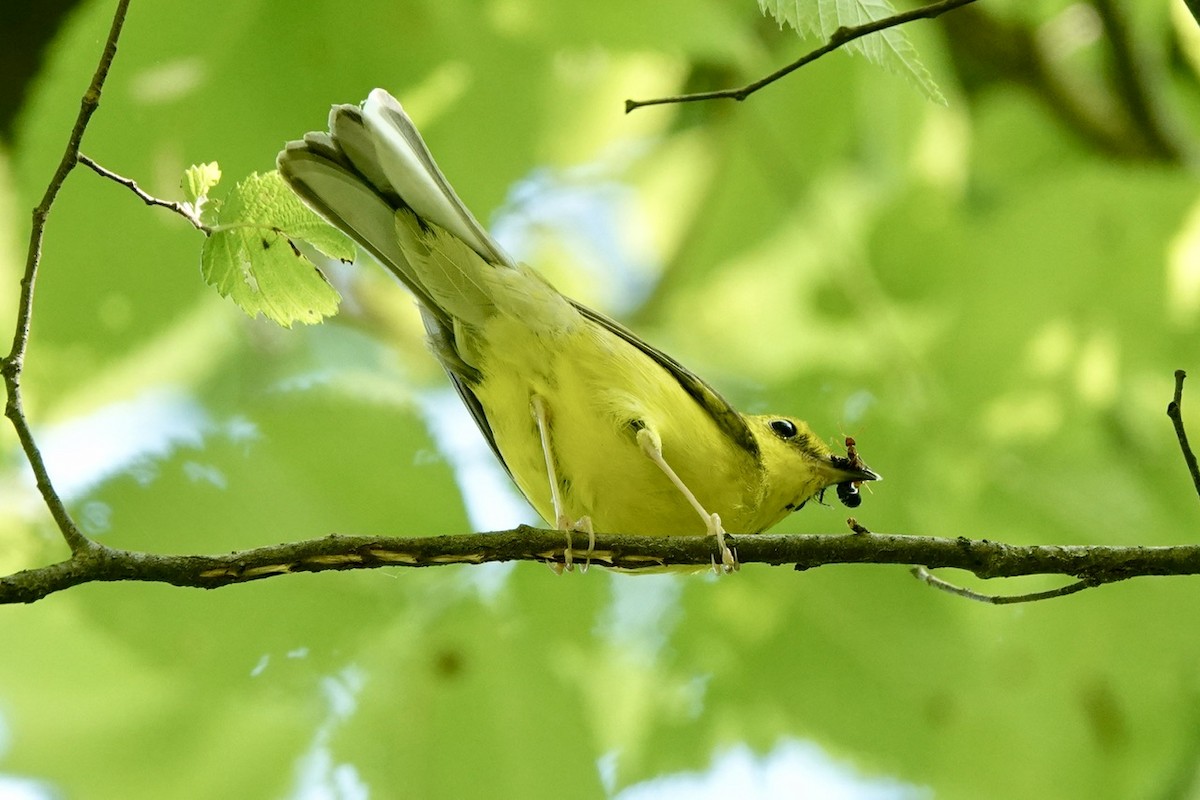 Hooded Warbler - ML620454858