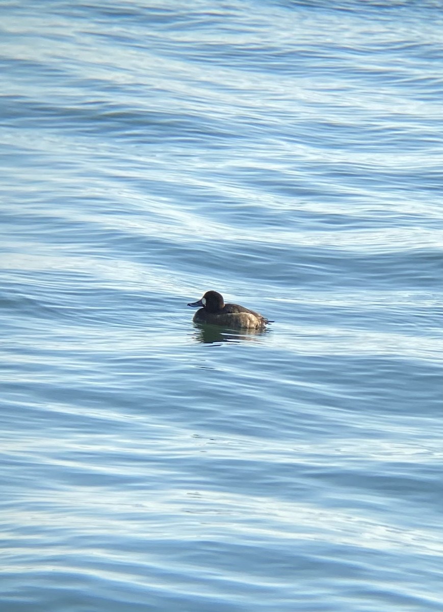 Greater Scaup - ML620454860