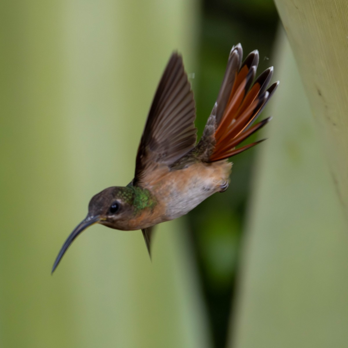 Rufous-breasted Hermit - ML620454861