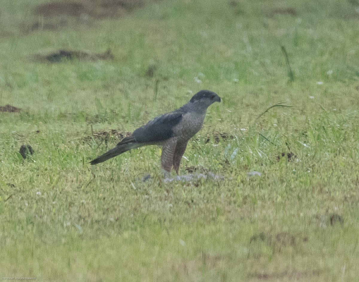 Cooper's Hawk - ML620454862