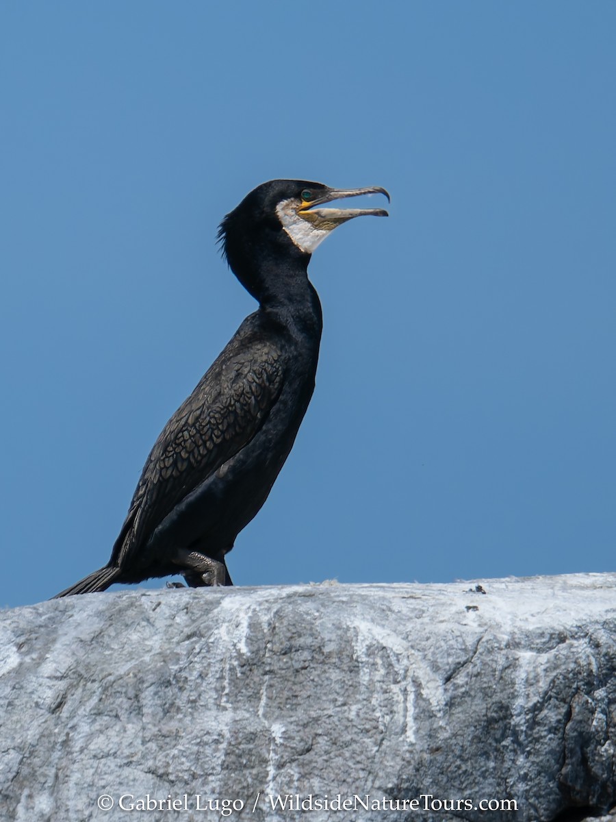 Great Cormorant (North Atlantic) - Gabriel Lugo-Ortíz