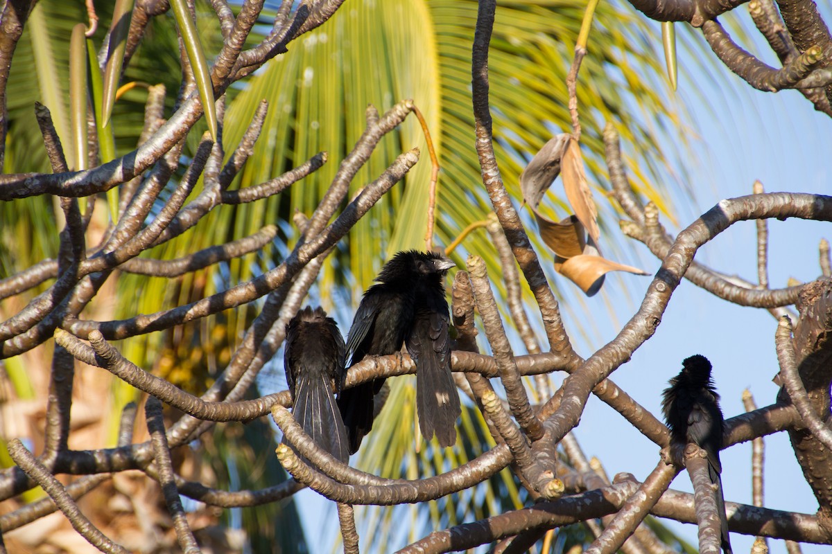 Groove-billed Ani - ML620454869