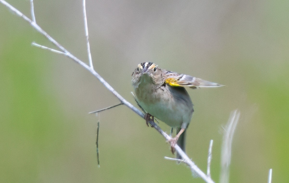 Grasshopper Sparrow - ML620454870