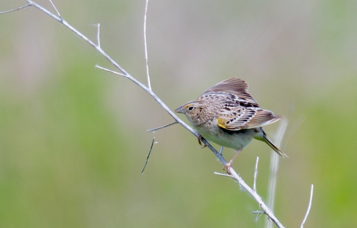 Grasshopper Sparrow - ML620454872