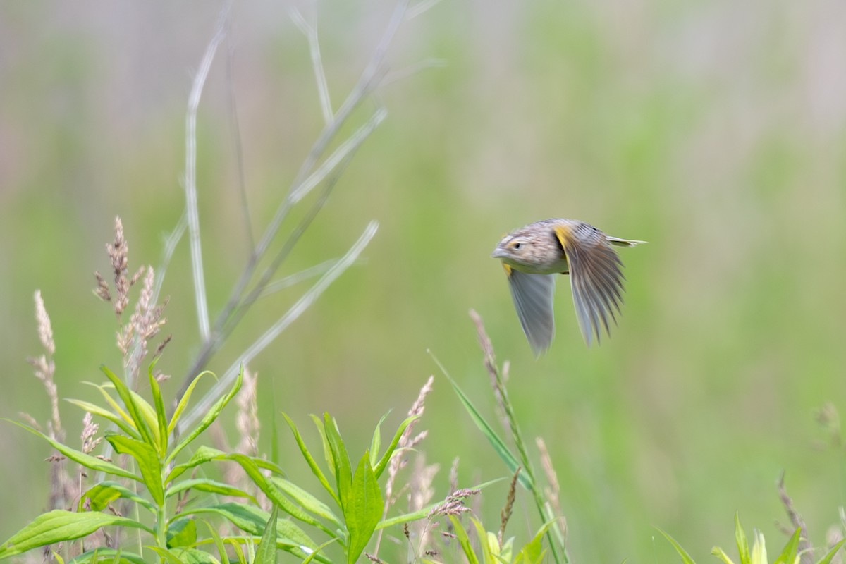 Grasshopper Sparrow - ML620454873