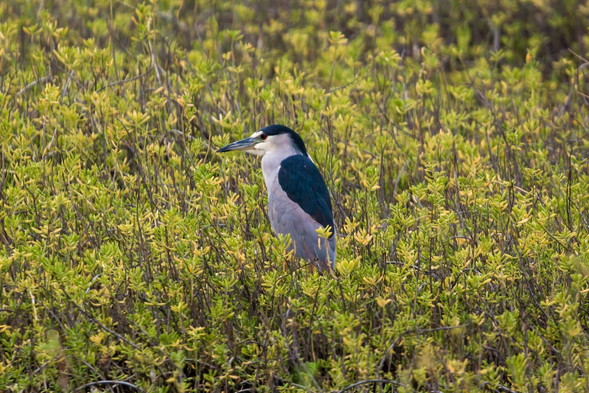 Black-crowned Night Heron (American) - ML620454876