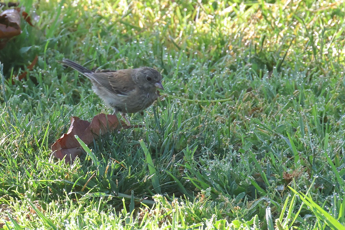 Dark-eyed Junco - ML620454879