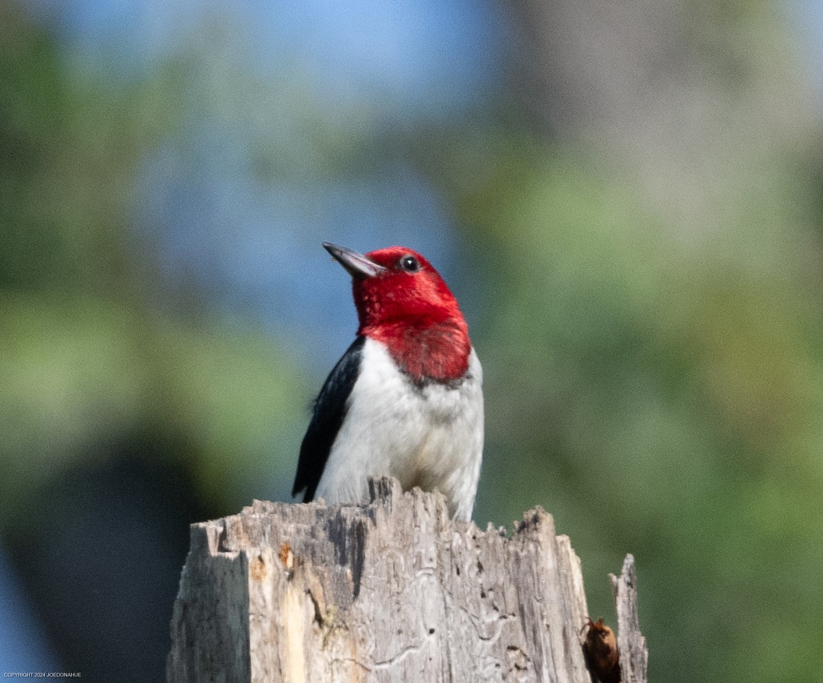 Red-headed Woodpecker - Joe Donahue