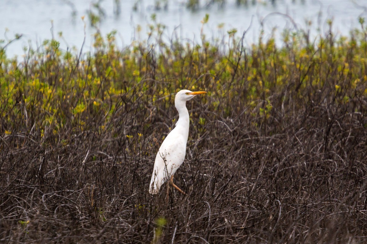 Western Cattle Egret - ML620454881