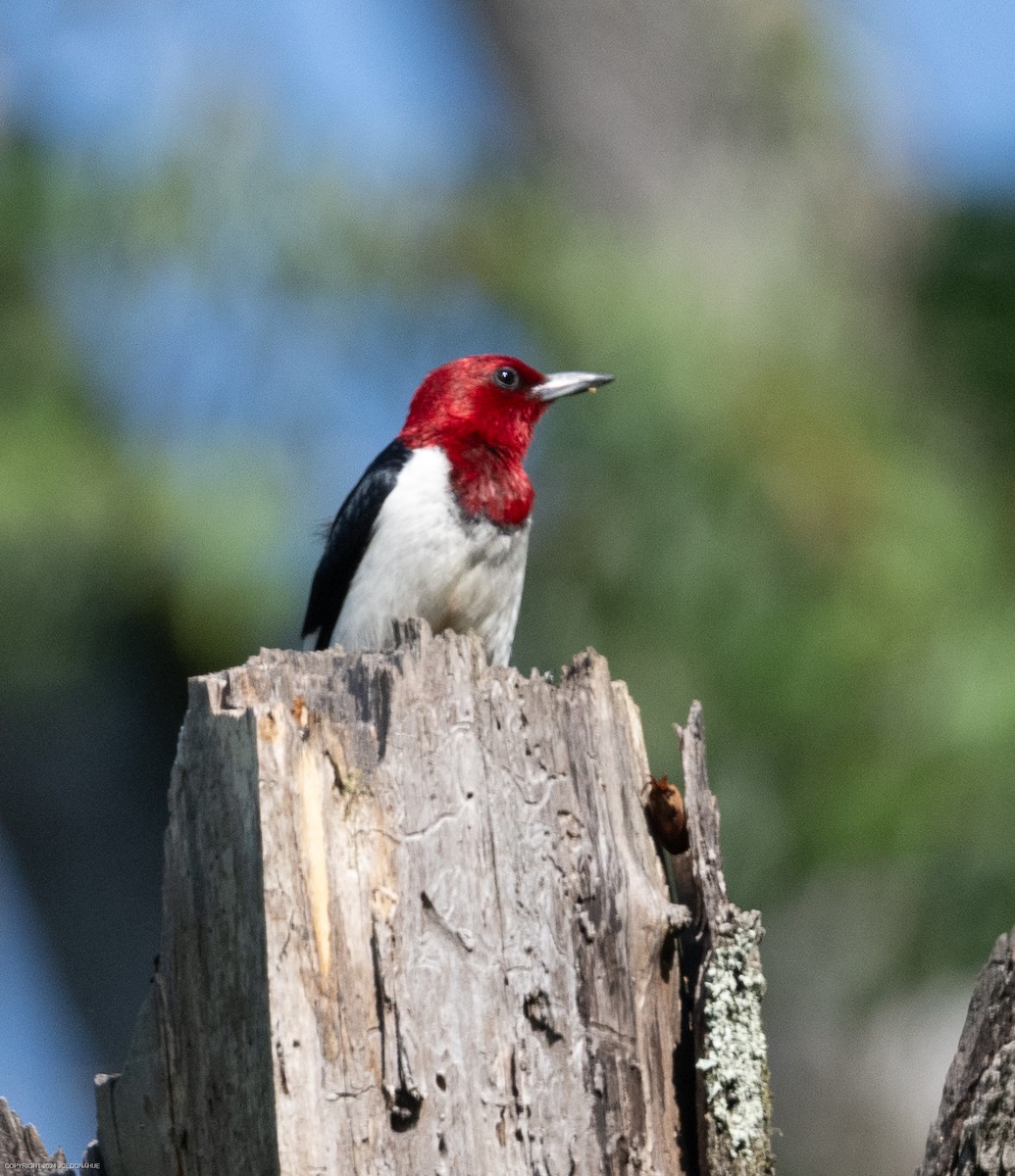 Red-headed Woodpecker - ML620454882